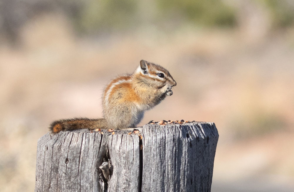 Hopi Chipmunk © Erik Bruhnke